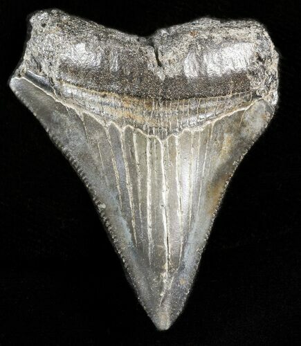 Serrated, Juvenile Megalodon Tooth - South Carolina #45842